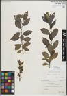 Foto von Salix myrsinifolia Salisb.